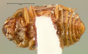 Media type: image;   Entomology 6620 Aspect: habitus ventral view